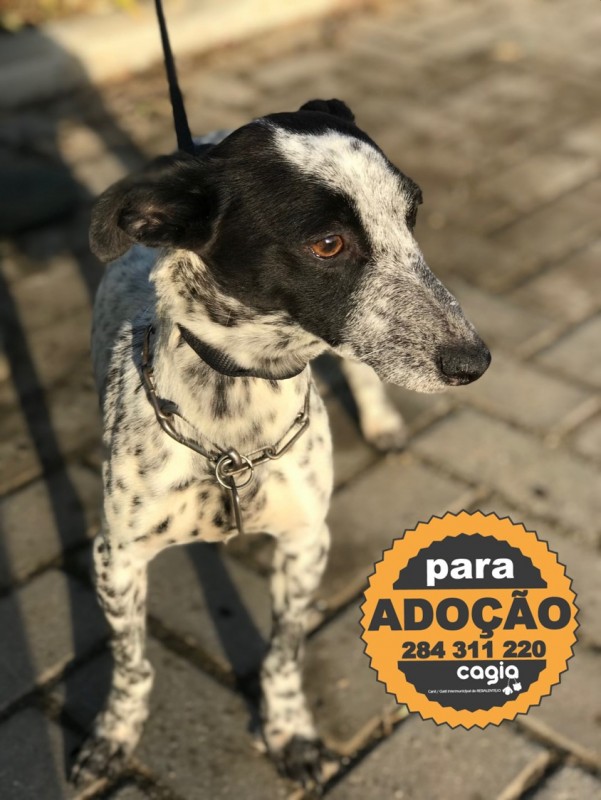 para-adocao