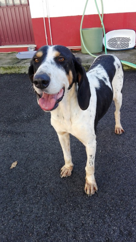 cadela-docil-para-adotar