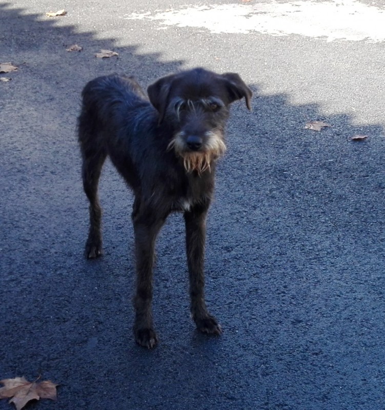 Para adoção - canídeo adulto aguarda novo dono no Canil Municipal de Coimbra