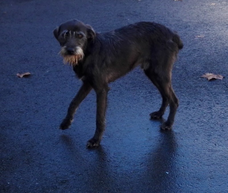 para-adocao---canideo-adulto-aguarda-novo-dono-no-canil-municipal-de-coimbra