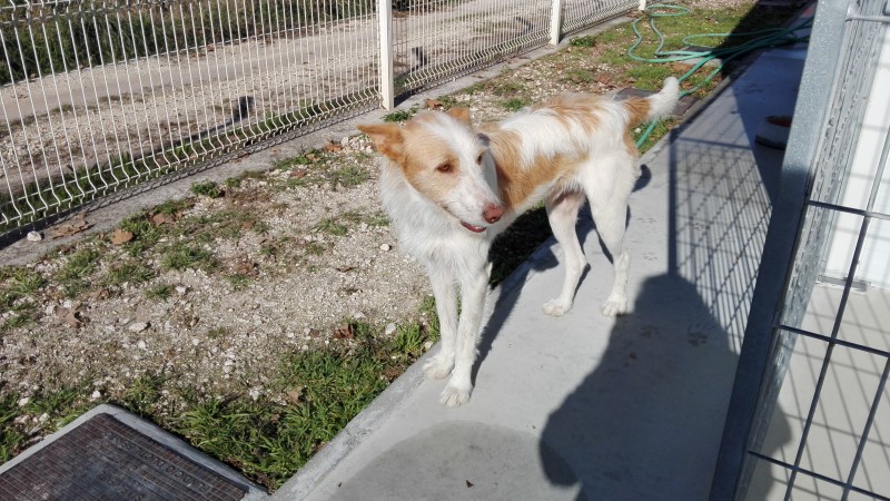 Para adoção - Cão adulto, muito elegante