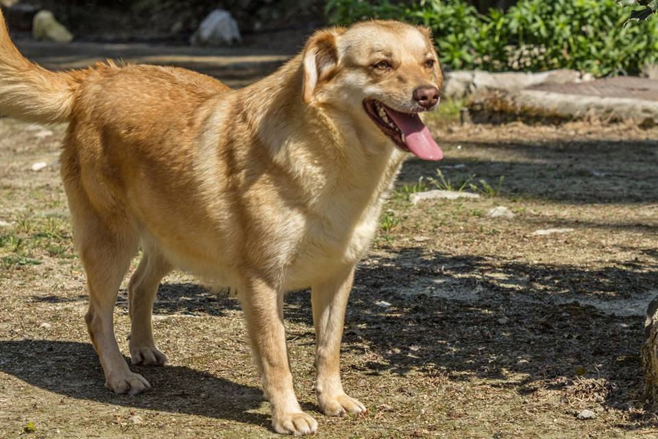 violeta--femea--porte-medio--cerca-de-1-ano-e-meio--sem-raca-definida-