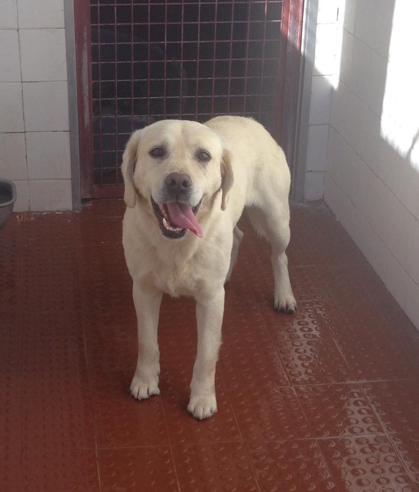 adopte-me---labrador-adulto