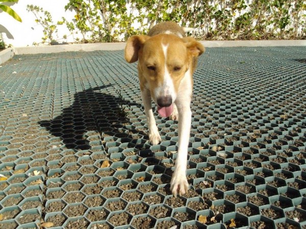 adopte-me---preciso-de-um-novo-lar